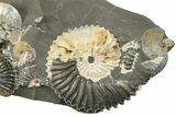 Iridescent Ammonite (Deshayesites & Aconeceras) Cluster #243283-1